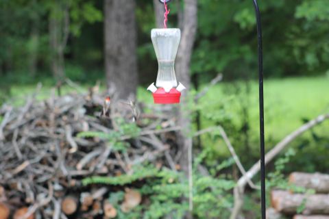 2004 Land Rover Land Rover - Male & female hummingbirds