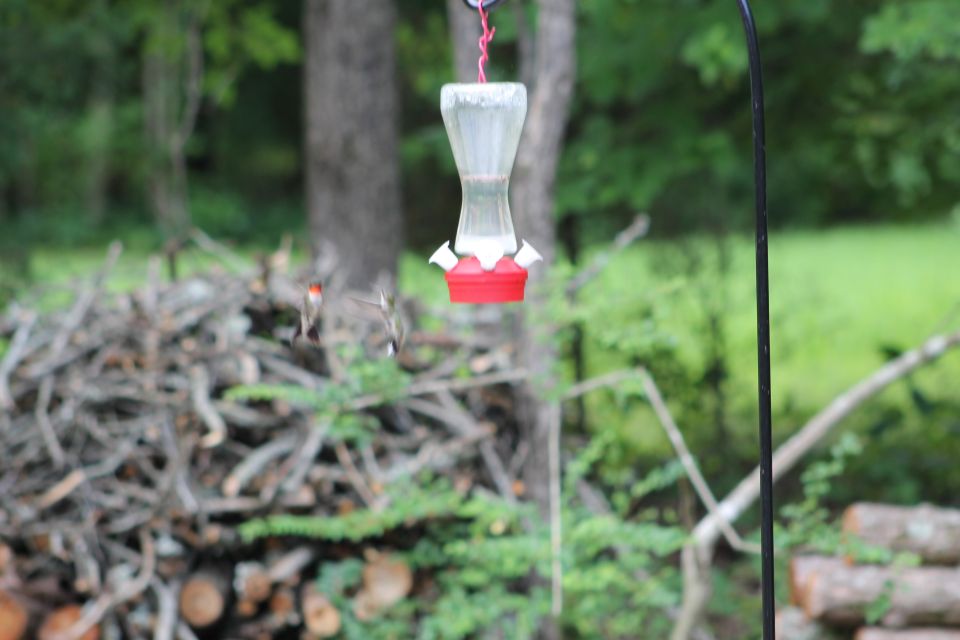 Male & female hummingbirds