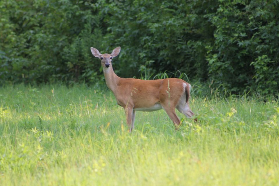 A red doe watching the lawn mower