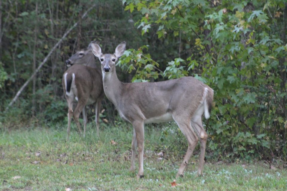 Herds of deer wander through a few times a day.