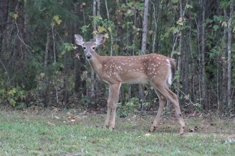 Bambi will be venison in a few years.