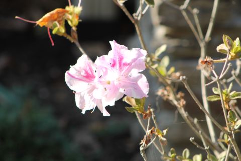 2004 Land Rover Land Rover - A late azalea bloom