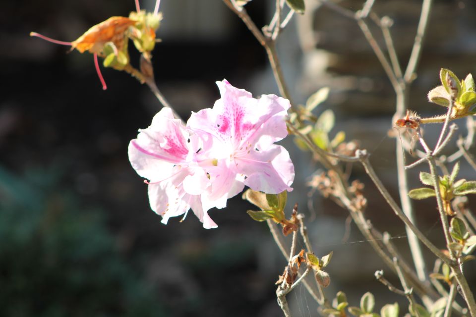A late azalea bloom