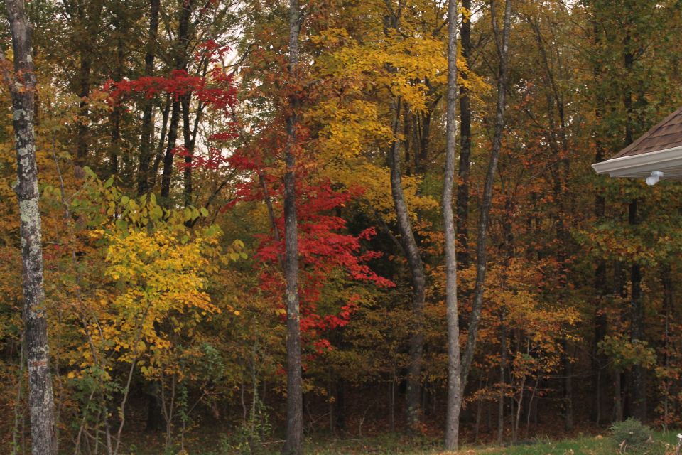 Autumn forest with red, yellow, and orange leaves, and a building roofline.