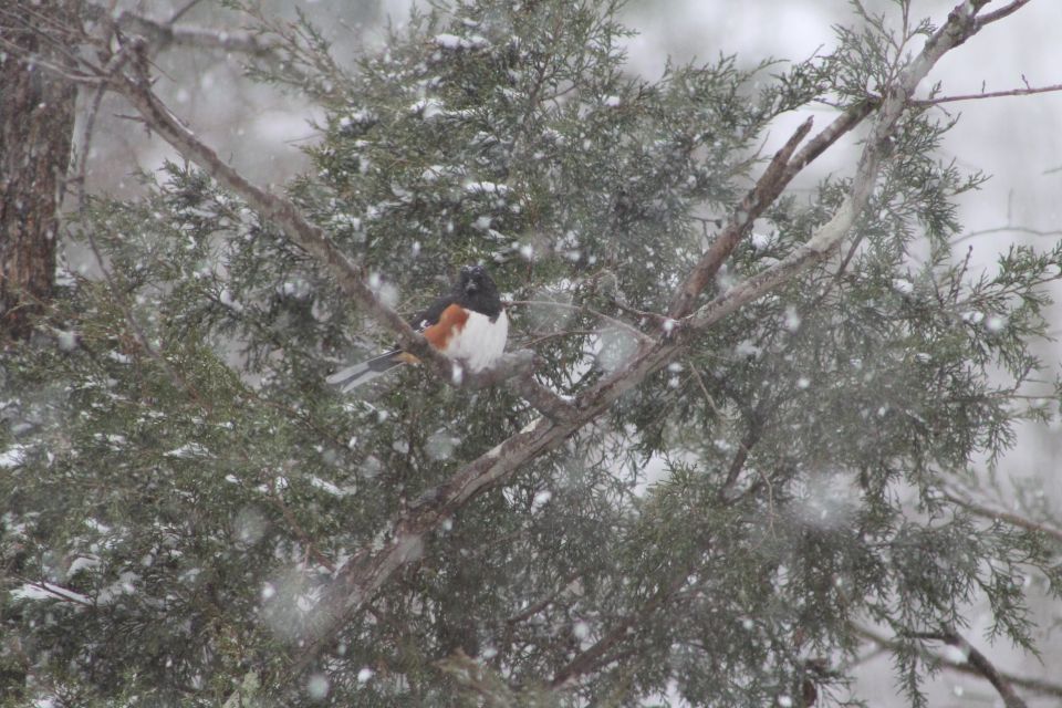 A bird on a pine tree branch in the snow.