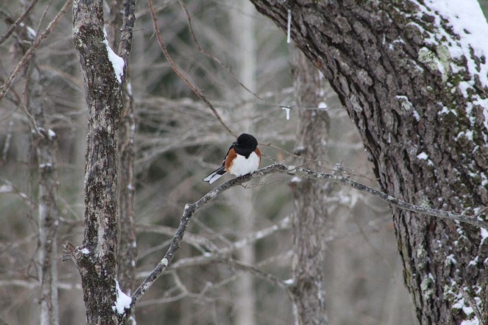 Bird on a branch in a snowy forest