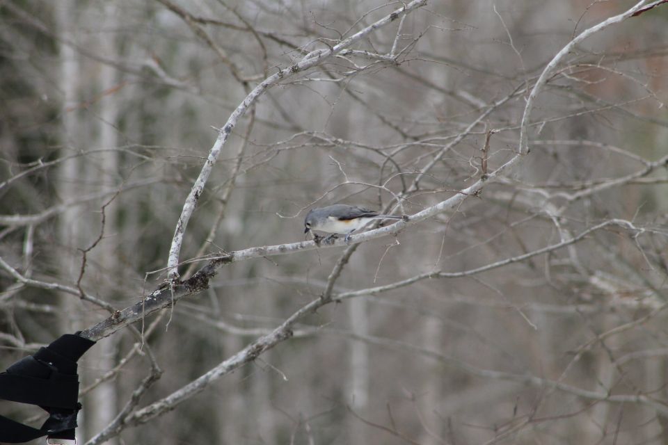 A small bird perched on a bare tree branch.