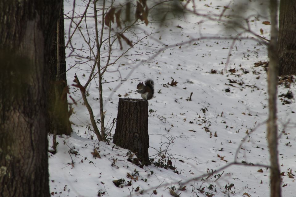 A squirrel on a tree stump in the snow.