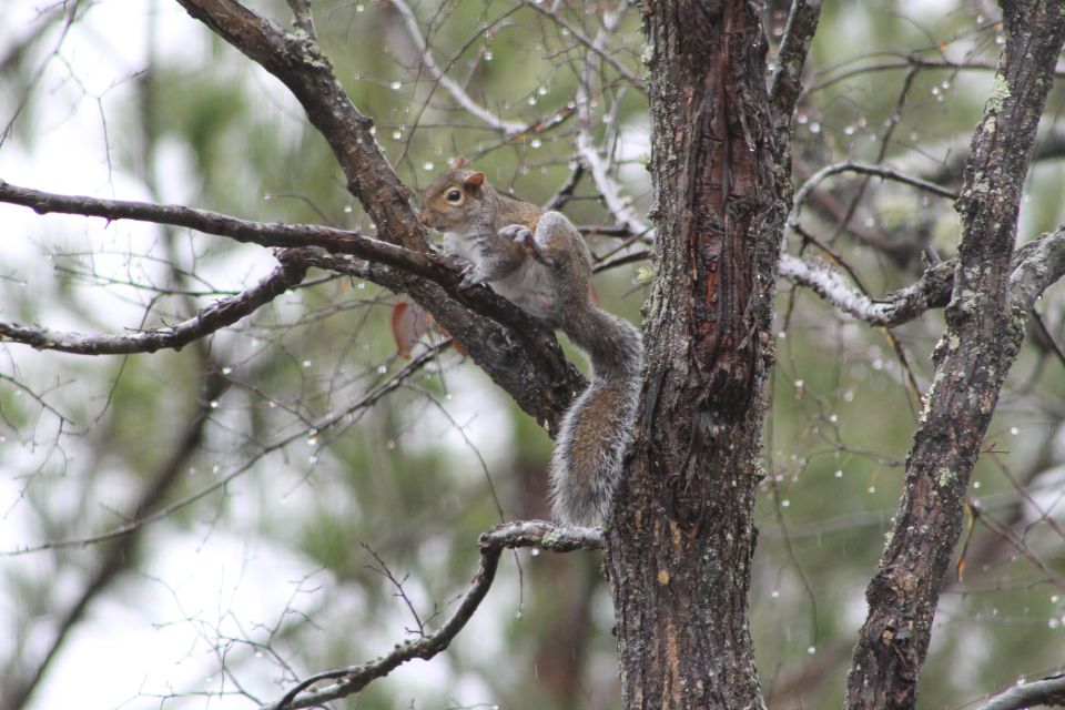 Tree rat, scratching an itch.