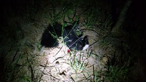 2004 Land Rover Land Rover - The first atypically-colored skunk I killed. It's all black, except a white scalp, and a tiny white tuft at the tip of the tail.