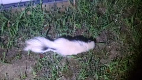 2004 Land Rover Land Rover - The second atypically-colored skunk I killed. The center black stripe only appears at the base of the tail.