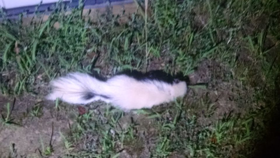 The second atypically-colored skunk I killed.  The center black stripe only appears at the base of the tail.