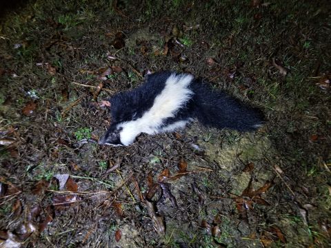 2004 Land Rover Land Rover - The third atypically-colored skunk I killed. The white stripes diverge at the hips, and the tail is black with a tiny white tuft at the tip.