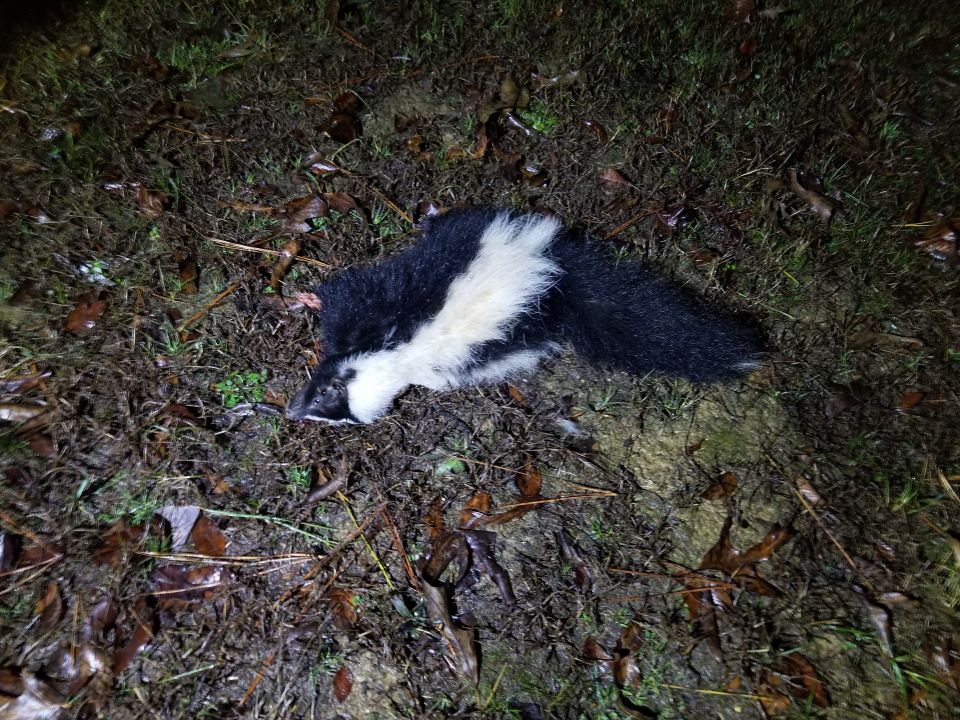 The third atypically-colored skunk I killed.  The white stripes diverge at the hips, and the tail is black with a tiny white tuft at the tip.