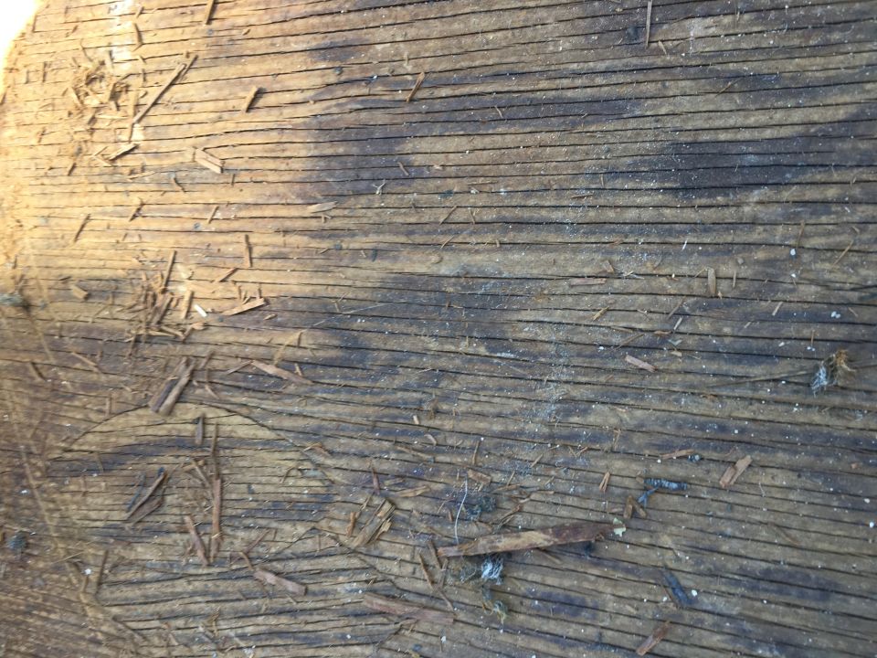 Close-up of weathered wood planks with debris