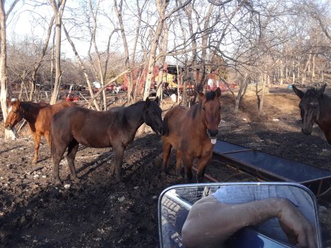 1985 Ford Bronco - Several horses stand in a muddy enclosure with trees and a barn visible behind them.