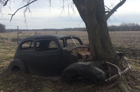 1967 Ford Custom Wagon - A derelict car body is being consumed by a large tree in a field.
