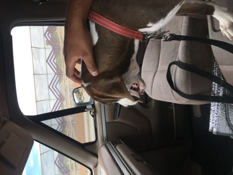 1994 Ford Bronco - Pup Rocky going for ride
