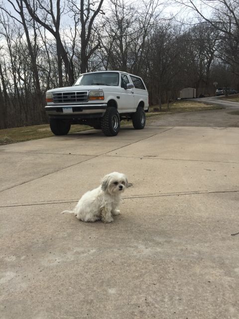 1967 Ford Custom Wagon - A white Ford Bronco with a lifted suspension is parked on a driveway, with a small white dog sitting in the foreground.
