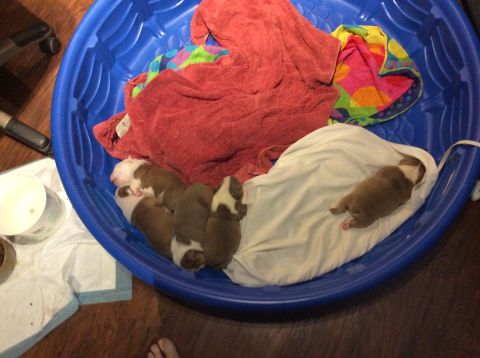 1992 Ford Bronco - Newborn puppies are resting in a blue pool with blankets and towels.