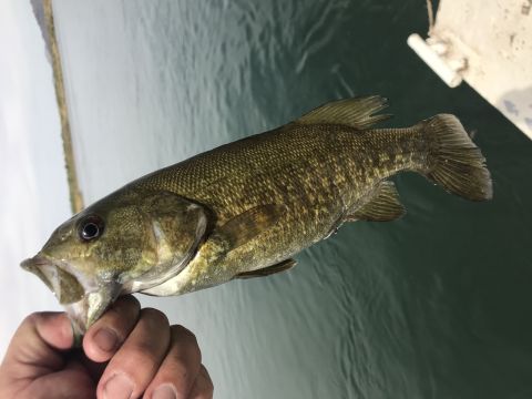 2018 Yugo GV - A person holds a fish they caught while out on the water.