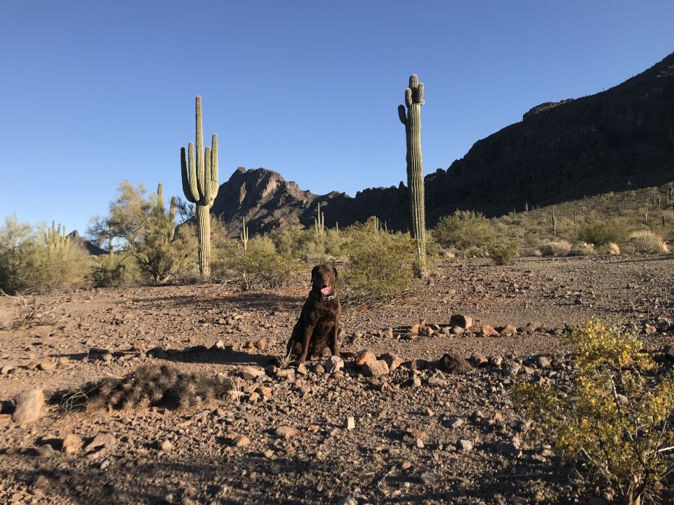 Brown dog sits in a desert landscape with saguaro cacti and mountains under a clear blue sky
