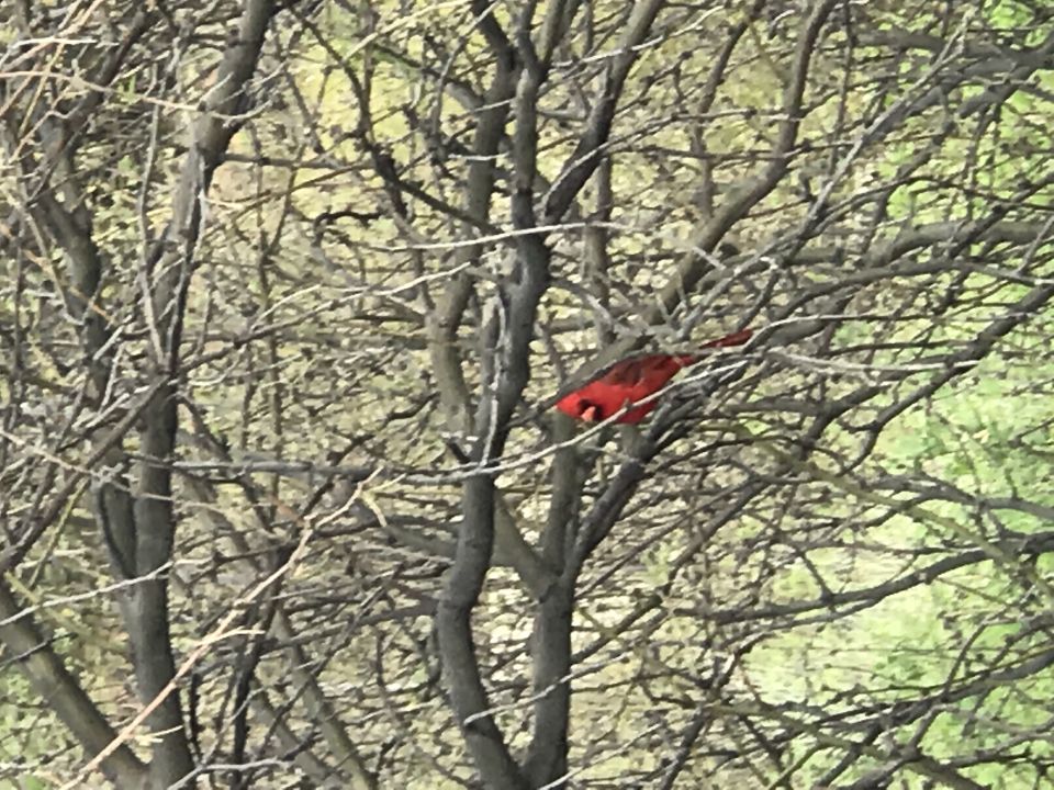 Red cardinal bird perched on bare tree branches