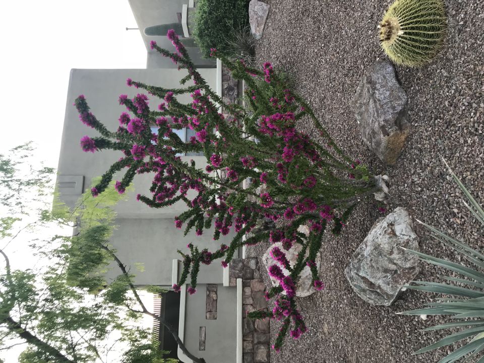 Desert landscaping with blooming ocotillo, barrel cactus, rocks, and gravel in front of a stucco building