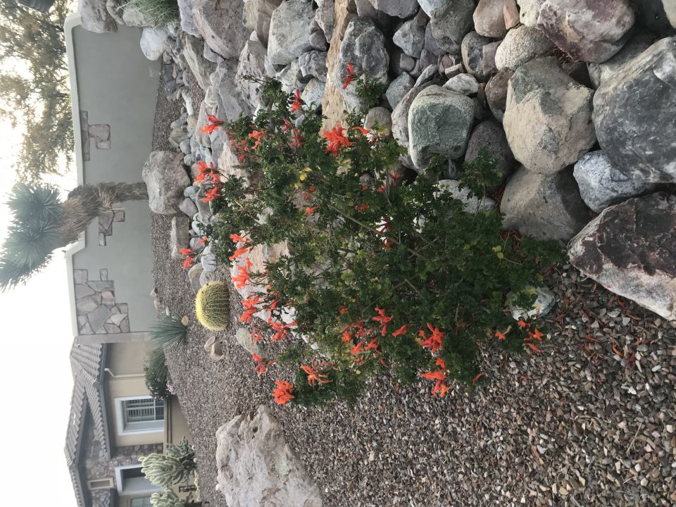 Flowering bush with orange blossoms in desert landscaping