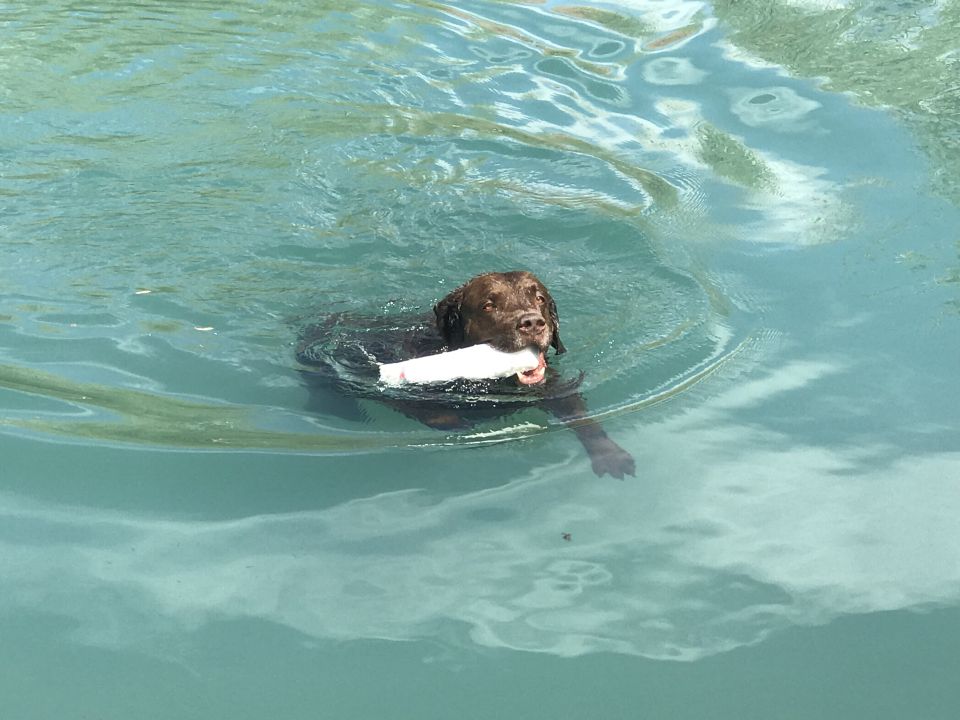 Brown dog swimming in a pool with a toy.