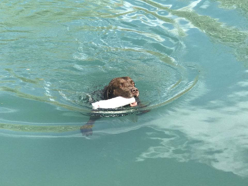 Brown dog swimming in water with a white object.