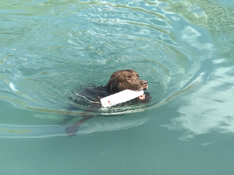 A brown dog swims in the water holding a white object.