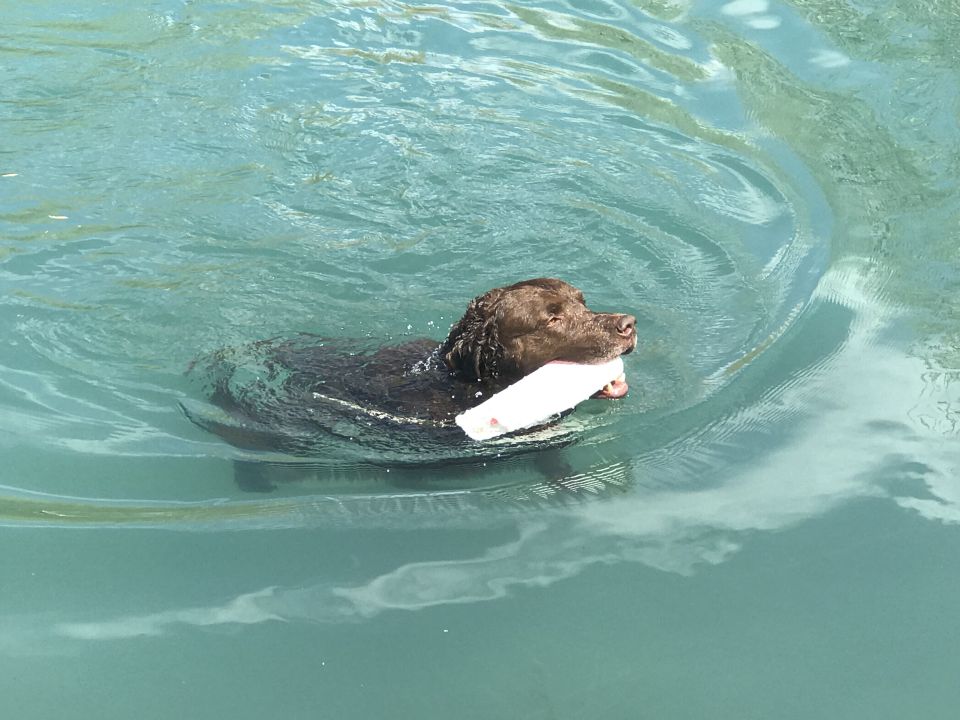Brown dog swimming with a white object in its mouth.