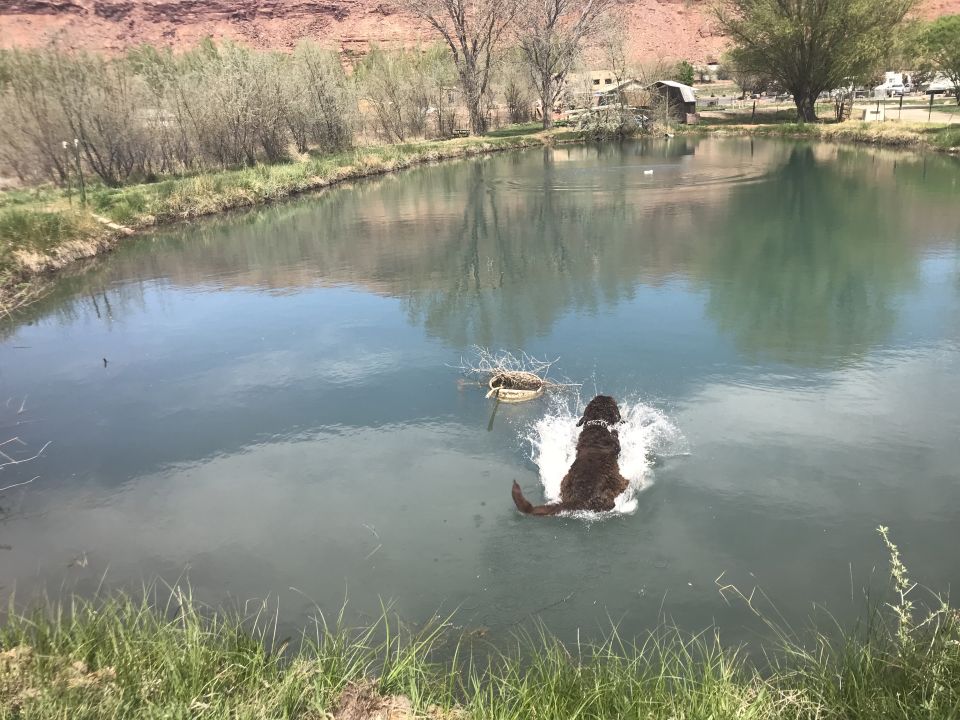 Dog jumping into a pond with a splash.