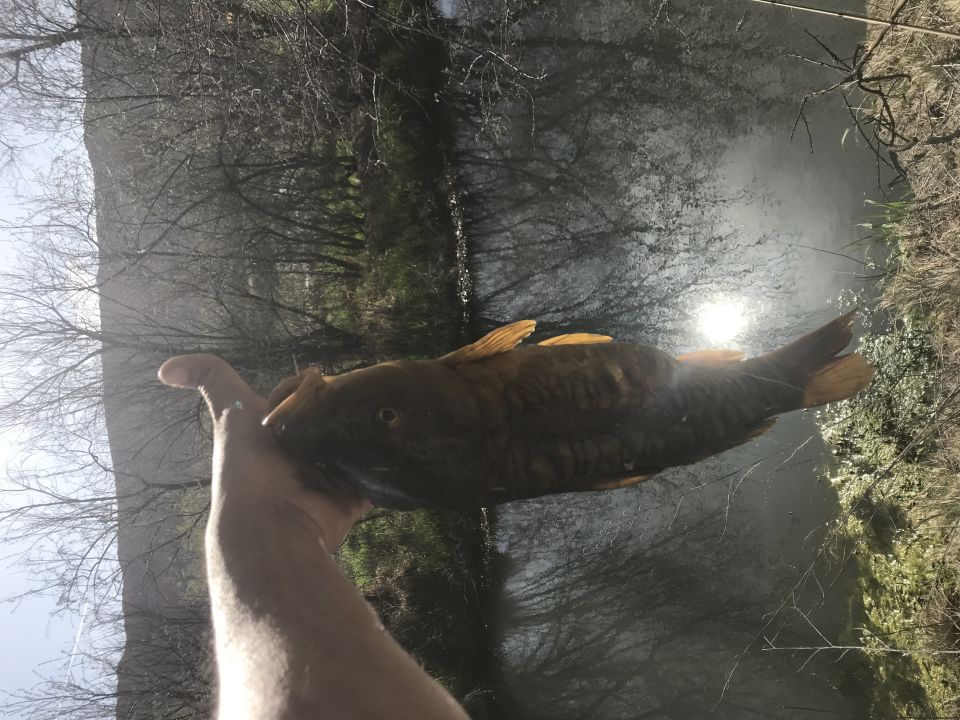 Person holding a large brown fish in front of a sunlit river.