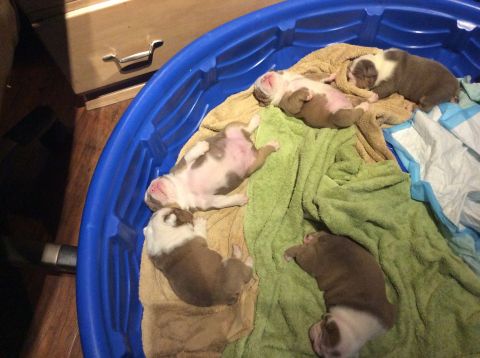 1992 Ford Bronco - Several newborn bulldog puppies are sleeping on blankets inside a blue plastic kiddie pool.