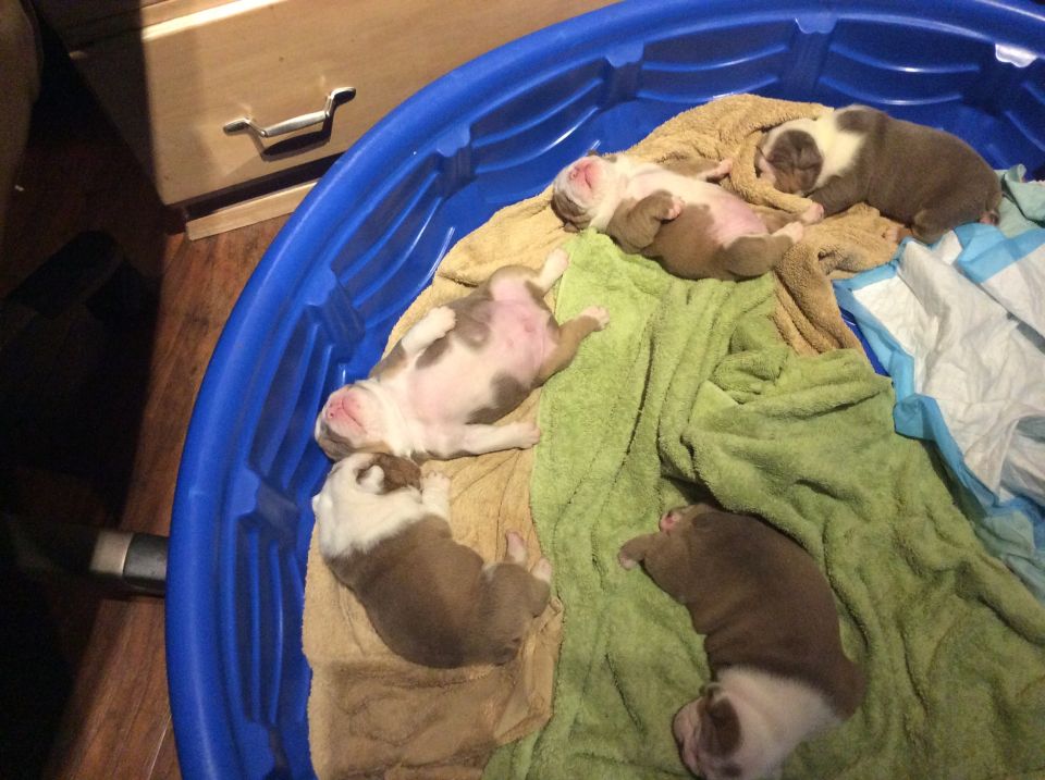 Several newborn bulldog puppies sleeping on blankets in a blue kiddie pool.