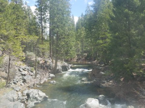1968 Ford Bronco - A wide, fast-moving river flows through a forest of tall evergreen trees. Rocks line the riverbanks, and the sky above is partly cloudy.