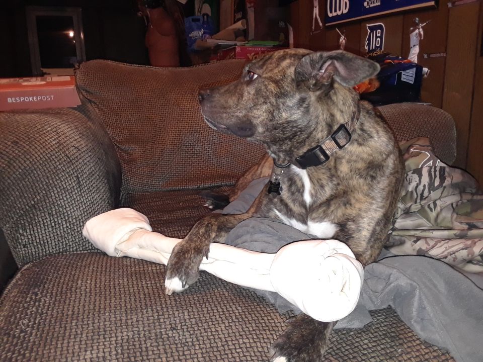 Brindle dog on couch with a large bone