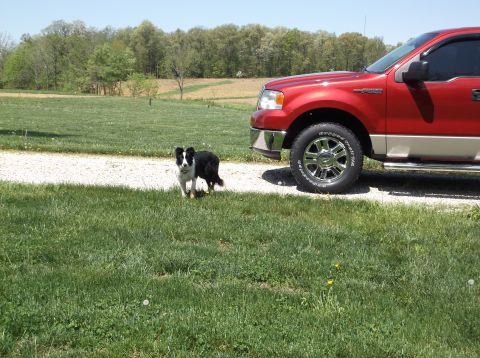 2008 Ford F-150 - A dog stands next to a red and tan pickup truck on a sunny day in a grassy area.