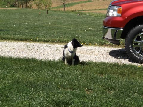 2008 Ford F-150 - A dog sits on grass near the front of a red truck.