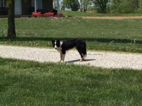 2008 Ford F-150 - A black and white border collie stands on a gravel driveway near a house and trees.