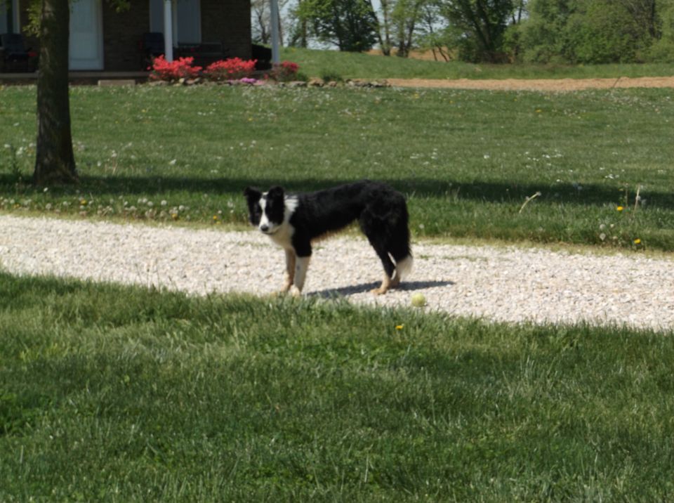 Border collie dog standing on a gravel driveway in front of a house
