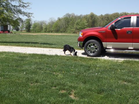 2008 Ford F-150 - A red and tan Ford F-150 truck is parked on a gravel driveway next to a grassy yard with a dog.