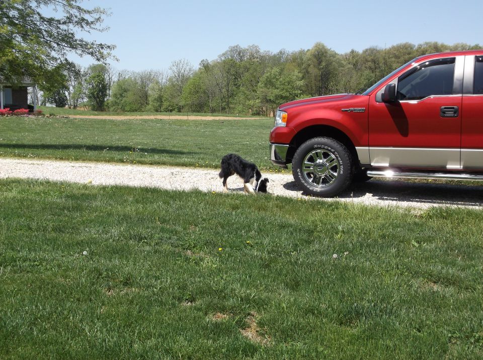 Red and tan Ford F-150 truck parked on a gravel driveway with a dog in front