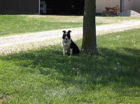 2008 Ford F-150 - A dog rests in the shade of a tree on a sunny day.