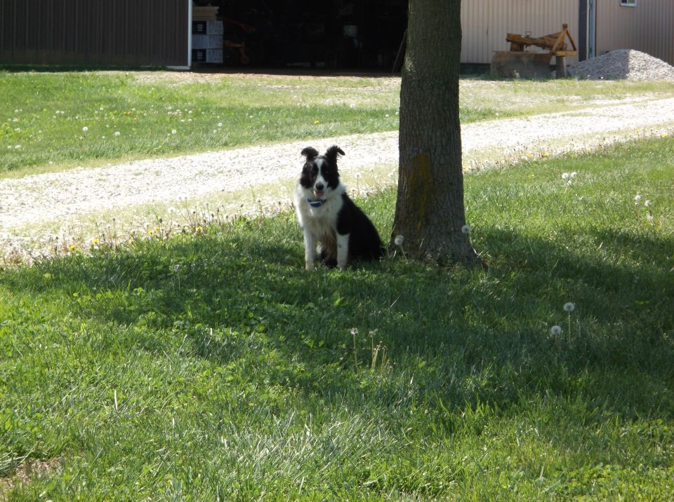 Border collie sitting by a tree in a grassy yard with a building in the background