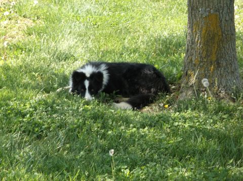 2008 Ford F-150 - A dog rests in the shade of a tree on a sunny day.