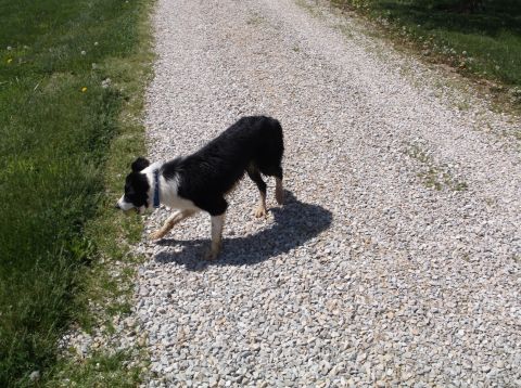 2008 Ford F-150 - A dog explores the edge of a gravel driveway next to a grassy area.
