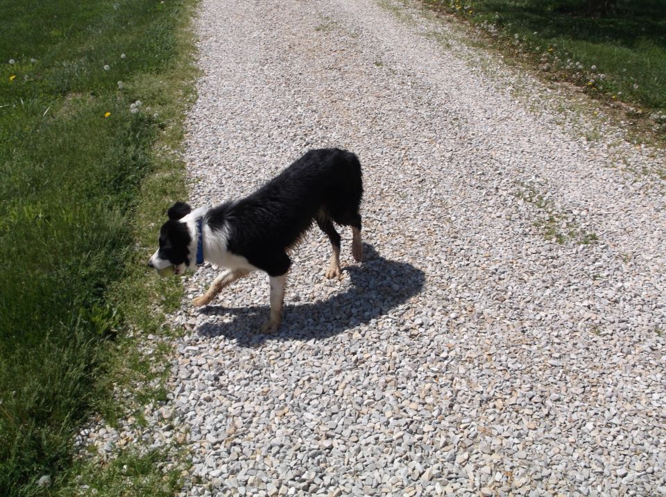 Dog with black and white fur on a gravel driveway, sniffing the grass on the side